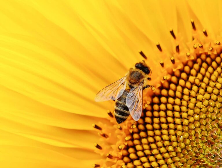 Bienensterben und Bienenschutz